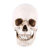 Human Skull Resin Skull Model White Resin 1 Piece White