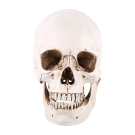 Human Skull Resin Skull Model White Resin 1 Piece White Resin Human Skull Life Size Drawing Model Replica Drawing Party Ornament