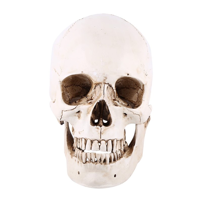 Human Skull Resin Skull Model White Resin 1 Piece White