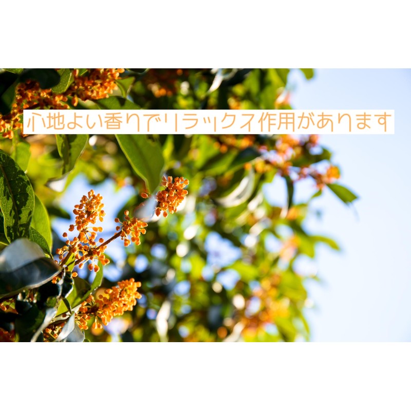 Kita-made Tea Osmanthus Special Karigane, 1.1 oz (30 g), 2