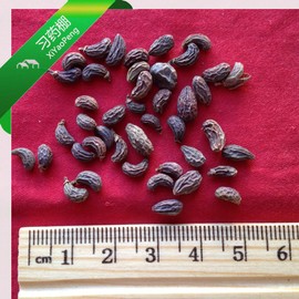 XYP Nuzhenzi Nu Zhen Zi Fructus Ligustri Lucidi Glossy Privet Fruit 女贞子 100Gram