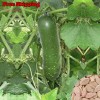 Treevale Wax Gourd, Winter Melon, Mokwa, Fuzzy Melon, Hairy Melon/Gourd