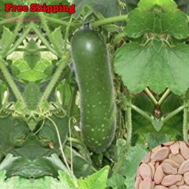 Treevale Wax Gourd, Winter Melon, Mokwa, Fuzzy Melon, Hairy Melon/Gourd SEEDS | NON-GMO - 10 Seeds No Tracking