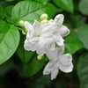 Silver Jasmine Garden Balcony Climbing Flower Seeds - 100/300Pcs+ Fragrant