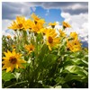 Everwilde Farms - 150 Arrowleaf Balsamroot Native Wildflower Seeds -