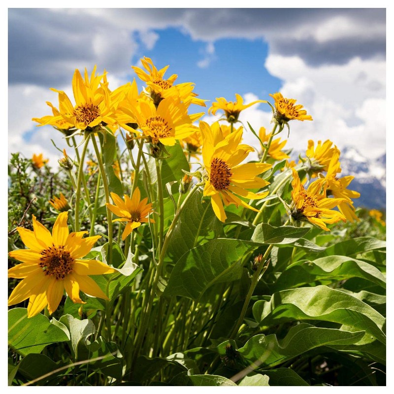 Everwilde Farms - 150 Arrowleaf Balsamroot Native Wildflower Seeds -