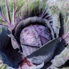 Eden Brothers Cabbage Seeds - Red Acre