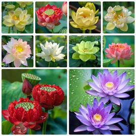60pcs Mix Bonsai Lotus Seeds for Planting in Water Bowl Lotus Seed Water Lilys Flower Plant for Ponds and Gardens