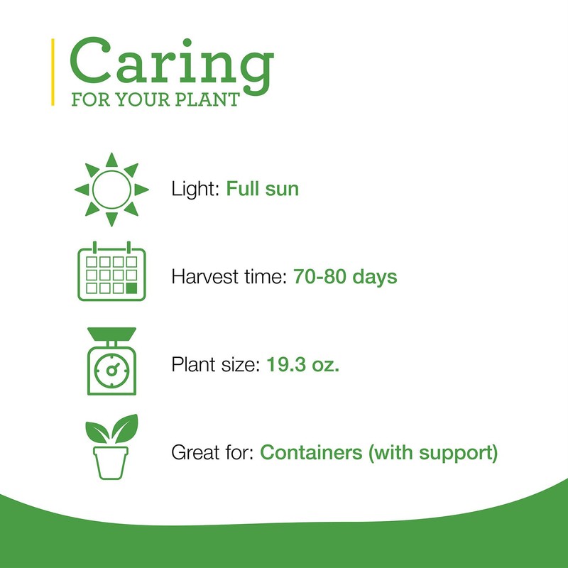 Bonnie Plants Red Bell Pepper Live Vegetable Plants - 4