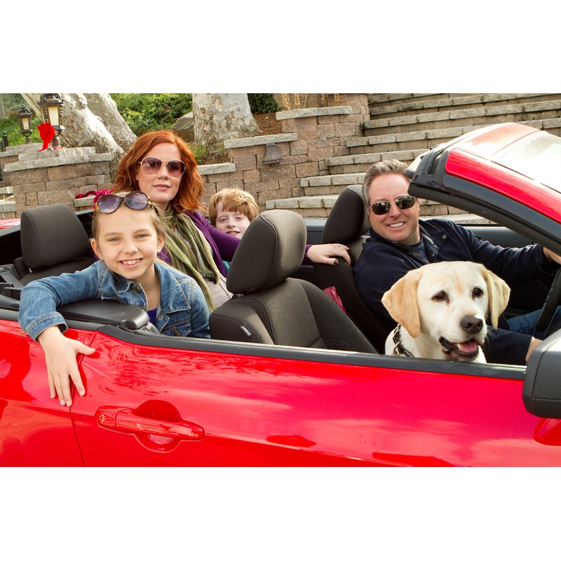 Ein Hund rettet den Weihnachtsurlaub