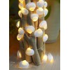 Cynzia Natural Seashells String Lights, 40LED Beach Decoration USB Plug