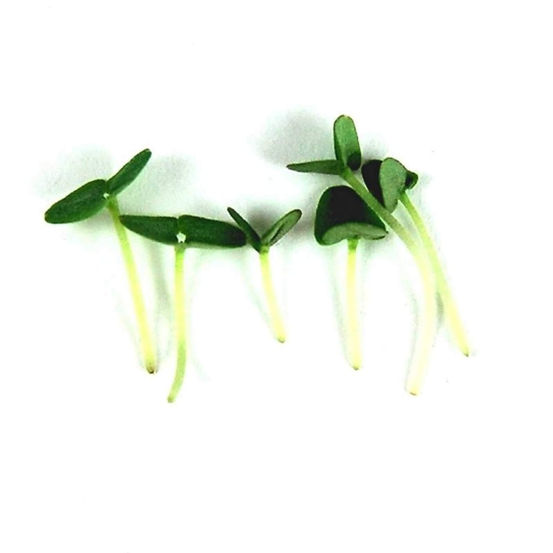Thai Basil Seeds - Bulk Herb Seeds for Growing Microgreens,