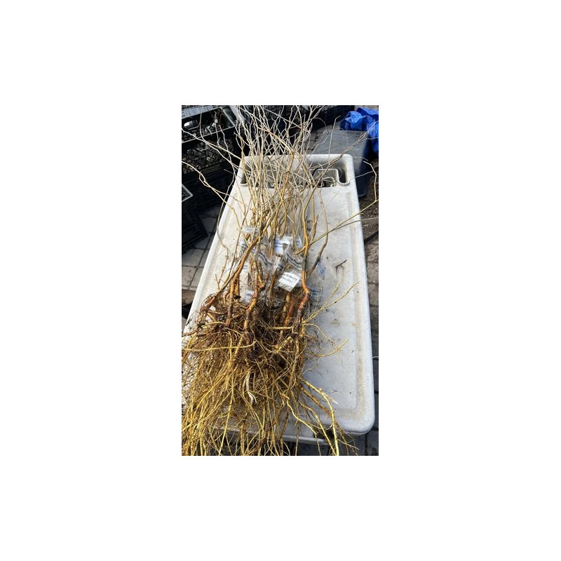 live plant 2-3 year old White Mulberry (Morus alba) plant,