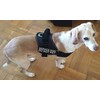 Doggie Stylz Service Dog Harness Vest Comes with 2 Reflective