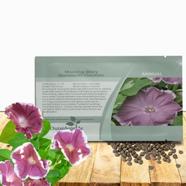 Outsidepride Chocolate Morning Glory Seeds - 50 Pcs. Annual, Climbing & Vining Flower Seeds for Planting Chocolate Blooms, Ideal for Gardens, Trellises & Vertical Landscapes