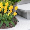 Collections Etc Springtime Tulip Bushel Artificial Maintenance-Free Bouquet Bush -