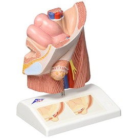 3B Scientific Human Anatomy - Hernia Model + Free Anatomy App - 3B Smart Anatomy