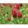 Dixie Crimson Clover 2# Dixie Reseeding Crimson Clover, Coated and