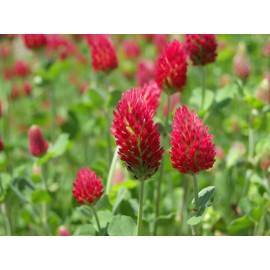 Dixie Crimson Clover 2# Dixie Reseeding Crimson Clover, Coated and Inoculated