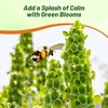 Outsidepride Green Wildflower Seed Mix - 5000 Pcs Annual, Vibrant,
