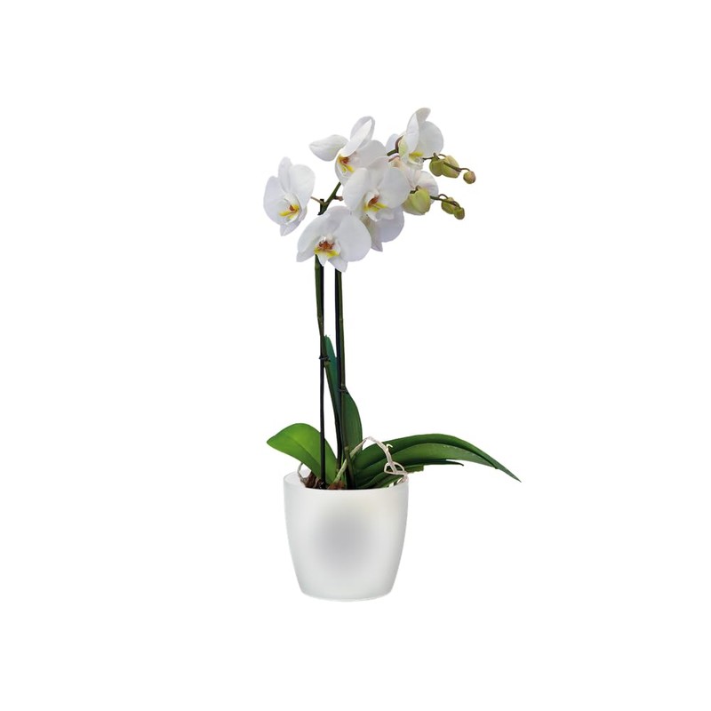 elho Brussels Orchid 16 Flower Pot for Indoor Use Diameter