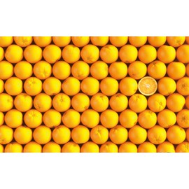 Pintoo Jigsaw Puzzles 1000 Piece for Adults - Fruits - Orange Beautiful Plastic Puzzle for Home Decor Zero Dust Easy Storage [H1992]