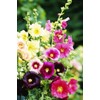 KIRA SEEDS - Seeds Hollyhock Spring Mix - Perennial Flowers
