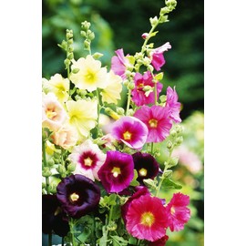 KIRA SEEDS - Seeds Hollyhock Spring Mix - Perennial Flowers for Planting