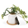 Kishima KH-61250 Artificial House Plants, Fake Green, Artificial Plants, Never