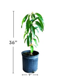 Tree Carrie Semi Dwarf MANGO TREE GRAFTED (2-4 Feet Tall). Ship To All States.
