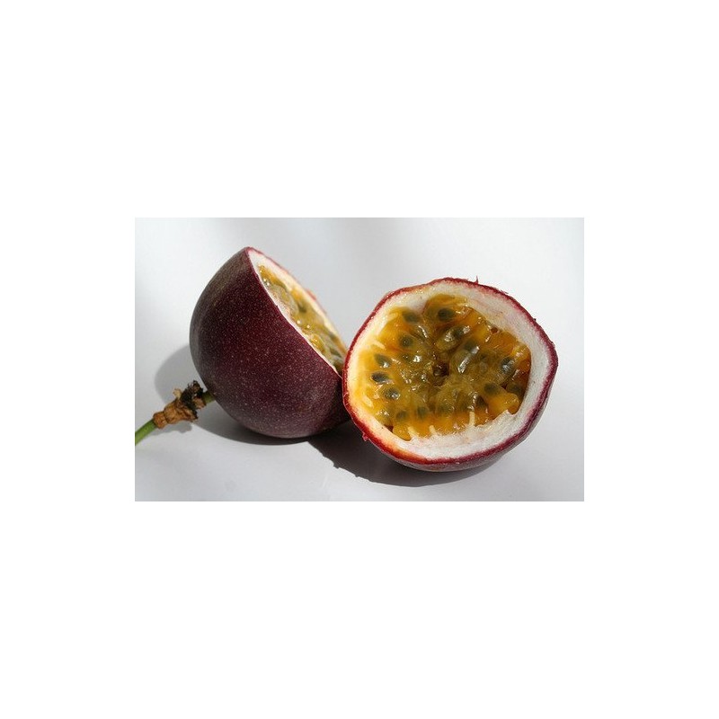 Passiflora 'Frederick' - Edible Purple Passion Flower Fruit Vine -