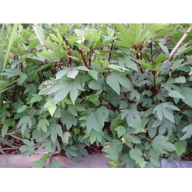 TomorrowSeeds - Red Hibiscus Roselle Seeds - 100+ Count - For 2025 Planting Hibiscus Sabdariffa Burmese Chin Baung Jamaican Sour Leaf Sorrel Jamaica Rosella Rau Chua Herbs Vegetable Grow Your Own Home