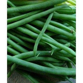 Southeast Seeds Black Valentine Bush Green Bean Seeds, Stringless, NON-GMO, FREE SHIPPING - 20 Seeds or 1/4 OZ