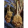 Medjool Date Palm Tree Seeds - Phoenix Dactylifera - 10