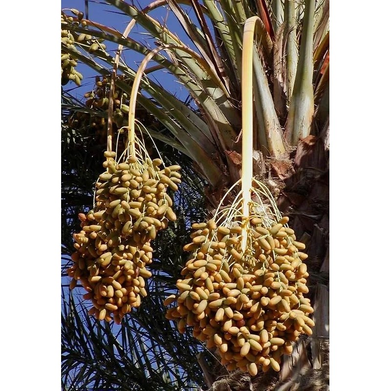 Medjool Date Palm Tree Seeds - Phoenix Dactylifera - 10