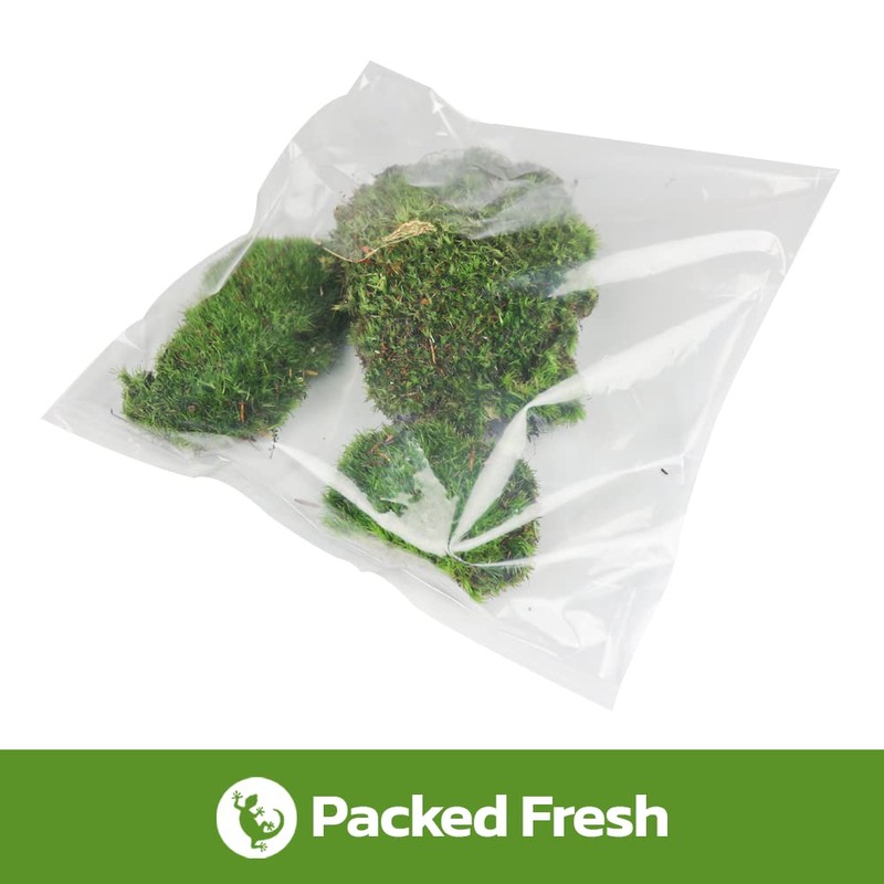 Swell Reptiles Live Green Moss for Vivarium and Terrarium Enclosure
