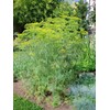 Little Seed Store 301+MAMMOTH Long Island DILL Seeds Native Culinary