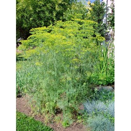 Little Seed Store 301+MAMMOTH Long Island DILL Seeds Native Culinary Medicinal Garden Containers