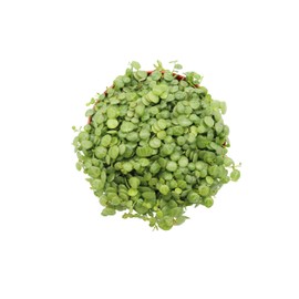 String of Turtles - 6'' from California Tropicals