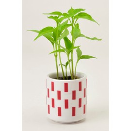 Seishin Pottery GD-89002 All-Year, Easy Cultivation Kit, Loose Growing, Chili Peppers, Herbs, Vegetables, Cultivation Set, (Free Research/Food Education), Pot Diameter Approx. 1.6 inches (4 cm),