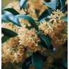 MySeeds.Co Osmanthus fragrans (Sweet Olive) Tree Seeds, Fragrant Flowers -