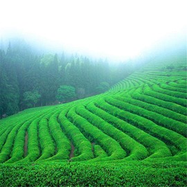 100g Chinese Organic Early Spring Green Tea Longjing Dragon Well Health Care New Scented Tea Green Food