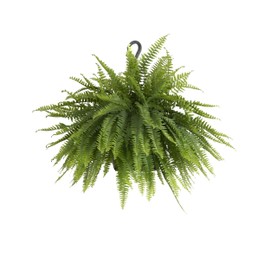 United Nursery Boston Fern Live Plant 22–26 inches Wide in Hanging Basket, Indoor Outdoor Houseplant for Patio, Events & Home Decor
