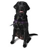 Softouch Concepts Sense-ation No-Pull Dog Harness - Black Medium/Large (Narrow)