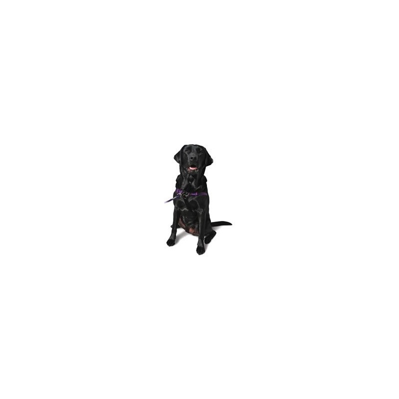 Softouch Concepts Sense-ation No-Pull Dog Harness - Black Medium/Large (Narrow)