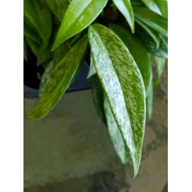 Hoya Pubicalyx Rare 'Silver Pink' Flowering House Wax Small Starter Plant - Rooted