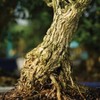 Brussel's Live Harland Boxwood Outdoor Bonsai Tree - 3 Years