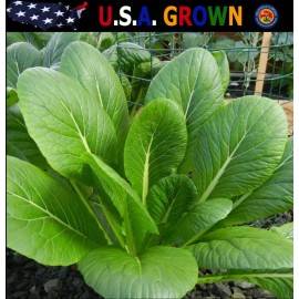 The Gardening World 1000 Komatsuna Mustard Spinach Seeds | Japanese USA Asian Chinese Greens Fresh
