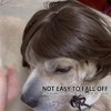 AIMALL Explosive Head Pet Wig with Bangs, Funny Braided Dog