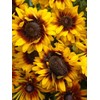 Rudbeckia Seeds for Planting 5g Black Eyed Suan Vine Perennial